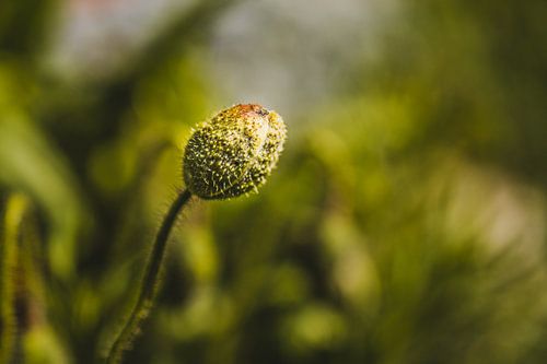 Bouton de coquelicot