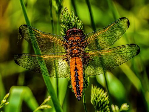 Symmetrie der Leichtigkeit – Libelle im Sommerlicht von Max Steinwald