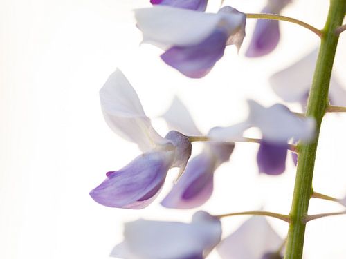 Blauwe regen #2