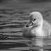 Swan chicks by Silvio Schoisswohl