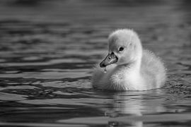 Swan chicks by Silvio Schoisswohl