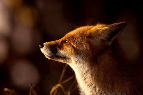Fuchs im Abendlicht in der Veluwe-Landschaft