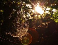 Spiderweb Lensflare