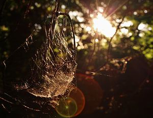 Spinnenweb Lensflare van joey berkhout