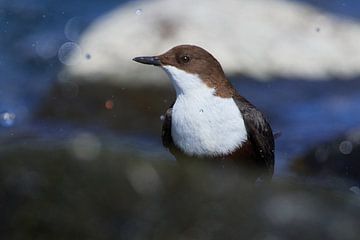 Waterspreeuw (Cinclus cinclus) van Karin Jähne