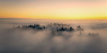 Bauminseln im Nebelmeer von Judith Kuhn