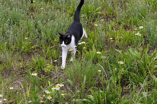 kat aan de wandel in een grasveld