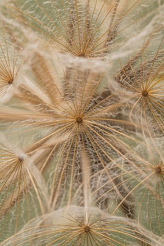 Abstractie: Close-up van de goudkleurige pluisjes van een Tragopogon