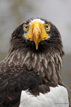 Aigle de mer de Steller sur Iwan van den Hooff