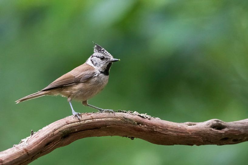 Crested tit by Merijn Loch