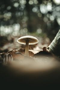 Mushroom from below between leaves by Jan Eltink