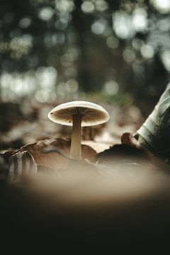 Pilz von unten zwischen Blättern von Jan Eltink