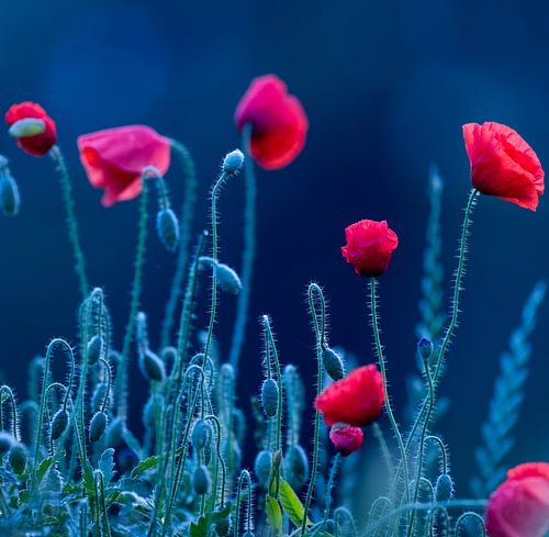 Magie in de vorm van vlokken