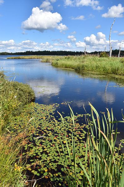 The Black Lake in summer by Claude Laprise