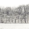 Winter forest by Ada Zyborowicz