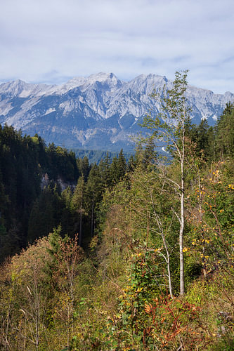 Wald mit Karwendelgebirge im Voldertal, Volders,  Tirol, Österr
