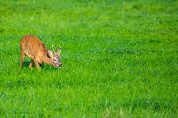 Am Morgen können Sie Rehe auf den Feldern sehen