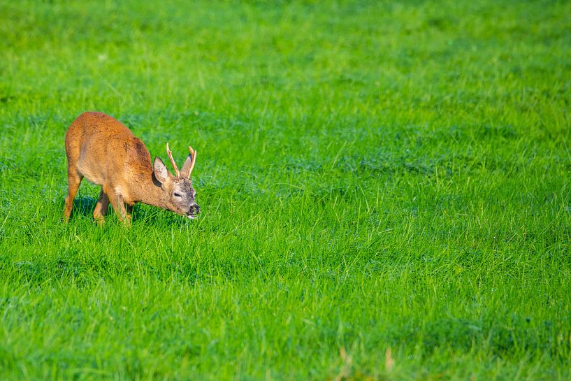 Le matin, vous pouvez voir des cerfs dans les champs par Matthias Korn
