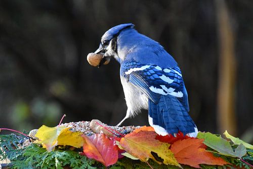 Een blauwe gaai bij de feeder in de herfst