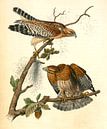 Buizerd, Red-shouldered Buzzard., Audubon, John James, 1785-1851 van Liszt Collection thumbnail