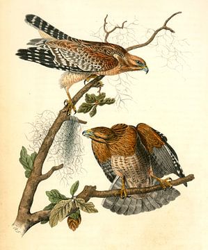 Buizerd, Red-shouldered Buzzard., Audubon, John James, 1785-1851