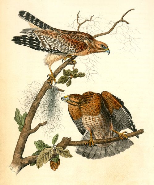 Buizerd, Red-shouldered Buzzard., Audubon, John James, 1785-1851 van Liszt Collection