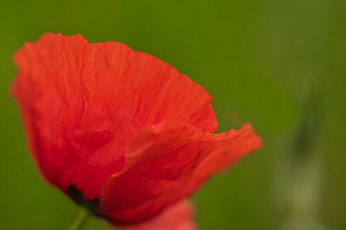 Mei, de maand gevuld met het genieten van klaprozen