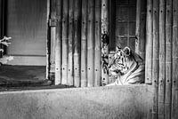 Tijger in de zon