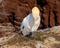 Jan van Gent mit Küken (jung)