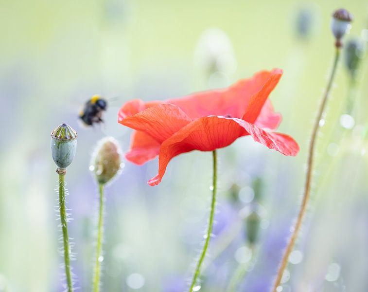 poppy by natascha verbij
