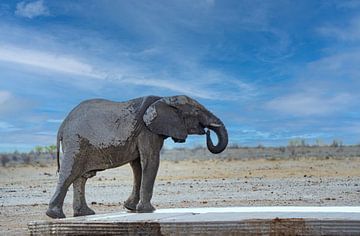 Olifant koelt af bij een waterpoel in Namibië, Afrika van Patrick Groß