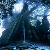 Mother Tree