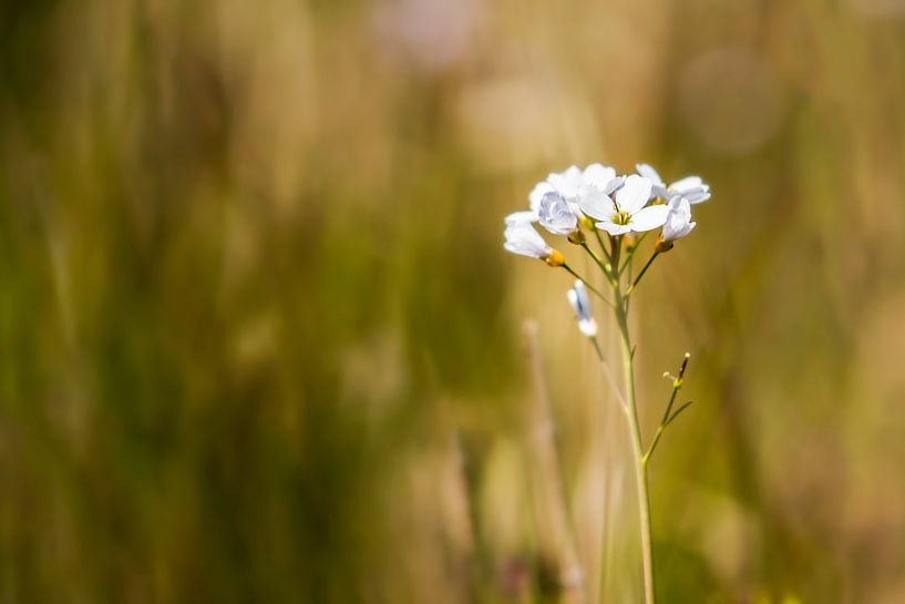 In 't veld par Fotostudio 075