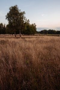 Die Gorsselse-Heide am Abend