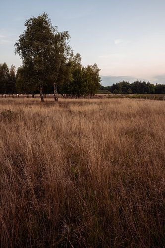 De Gorsselse heide tijdens de avonduren