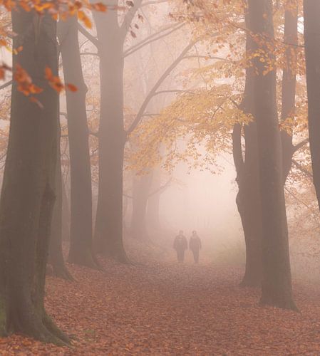 mistige dag in het kluisbos