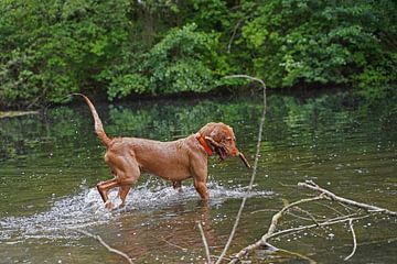 Waterspelletjes aan het meer met een bruine Magyar Vizsla draadhaar. van Babetts Bildergalerie