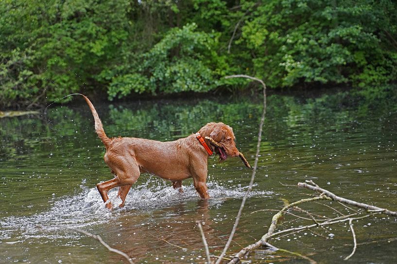 Wasserspiele am See mit einem braunen Magyar Vizsla Drahthaar. von Babetts Bildergalerie