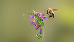Akkerhommel net voor hij landt op een bloem.