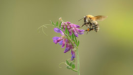 Ackerhummel kurz bevor sie auf einer Blume landet. von Jurgen Van Der Smissen