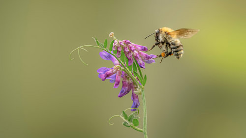 Ackerhummel kurz bevor sie auf einer Blume landet.