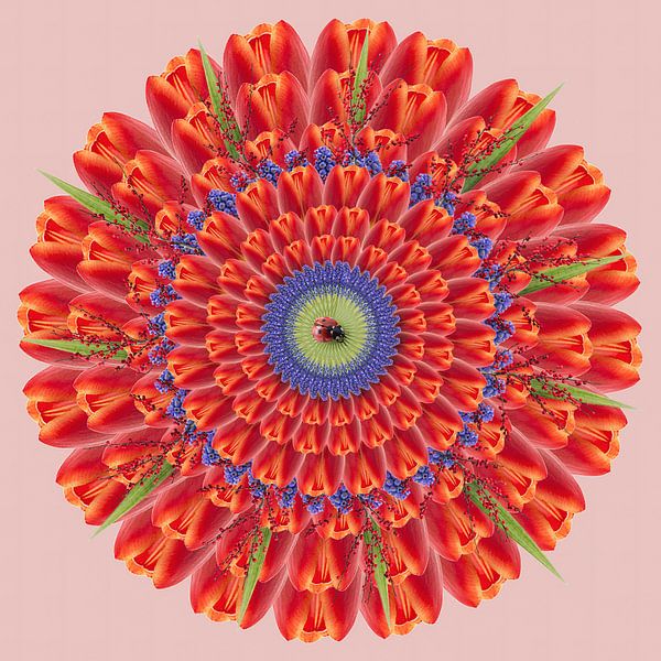 Tuliprondo von Klaartje Majoor