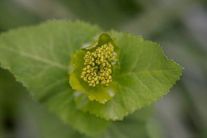 Grünes Neugeborenes