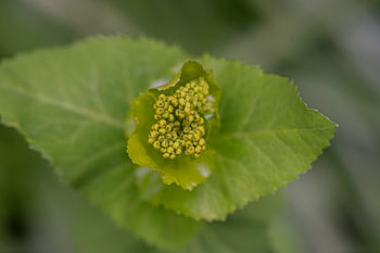 Green newborn