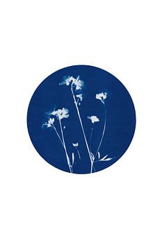Cyanotype - Fleur de Pentecôte
