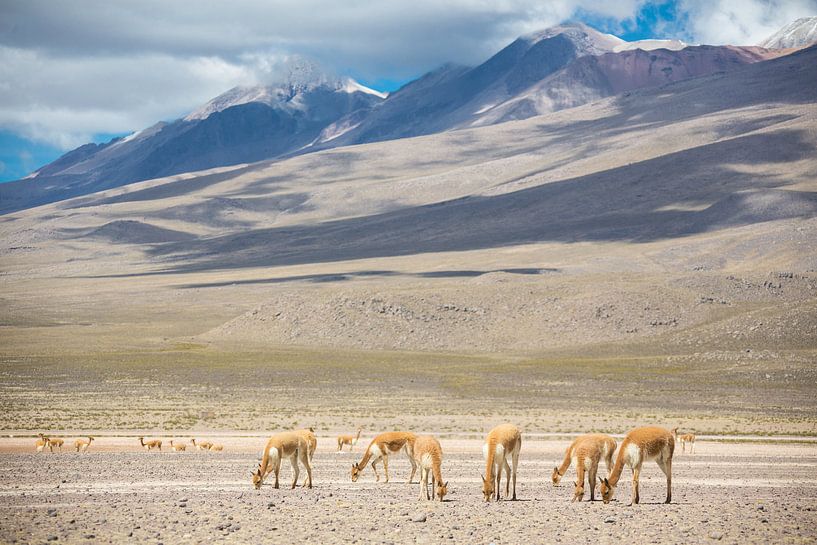 Lama's par MyStyle Fotografie
