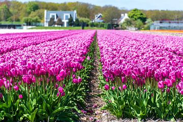 Prachtig veld met paarse tulpen van Arjan van der Veer
