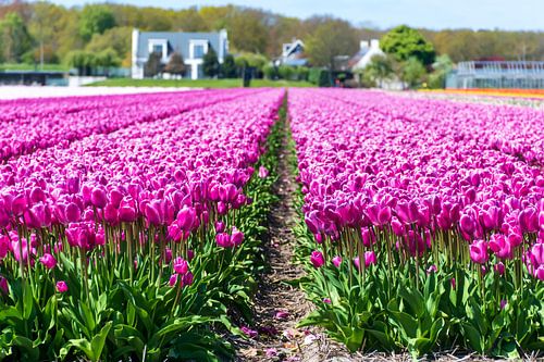 Schönes Feld mit lila Tulpen