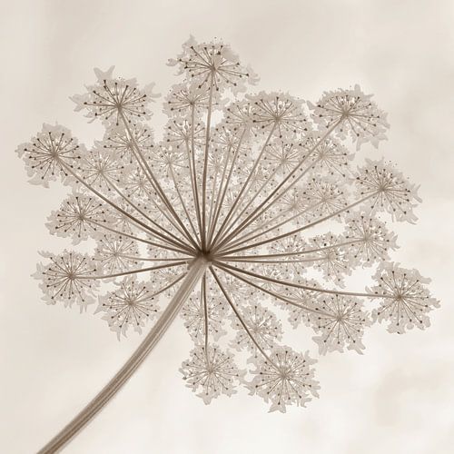 Garland of giant hogweed in sepia 1