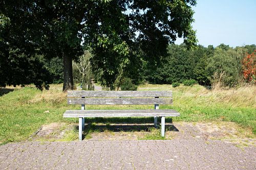 Ontdek de natuur in een bosrijk gebied in Emsland, Nedersaksen, Duitsland